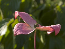 Cornus Le Try - 5 cm H - Fleur solitaire rose