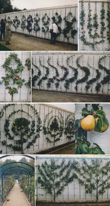 Gaasbeek - Bandeau de formes fruitières palissées