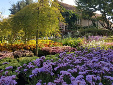 Coquette Automne 5 cm L