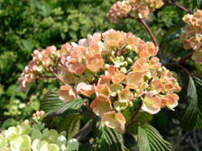 Viburnum plicatum 'Kern's Pink'