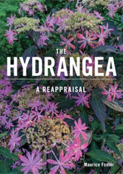 2023-12-04 Cov The Hydrangea - Maurice Foster