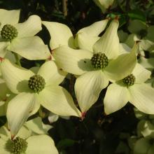 Cornus Le Try Juin 2023