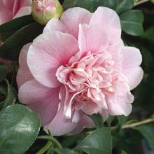 Coquette Camélias 300 dpi