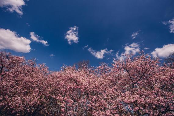 Cerisiers en fleurs Hasselt