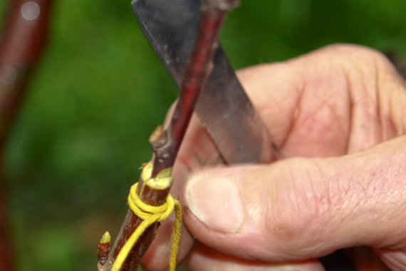 Gailleroux greffer fruitier