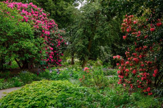 Rhododendrons - Kalmthout