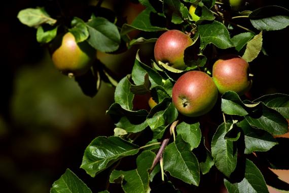 Ecoflora - PO Septembre - Fruitiers - Recadrée