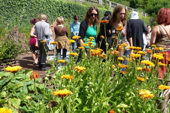 Villers-la Ville - visite guidée plantes médicinales