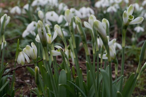 Cathy Portier - Perce neige 'Funny Justine'