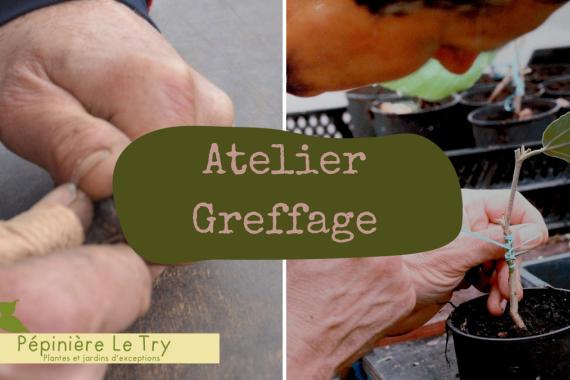 Le Try - Atelier greffage Fruitiers - Janvier
