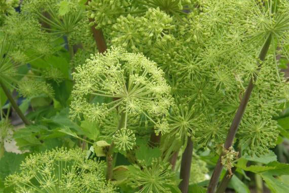 Angelica archnagelica - Isabelle Cornette