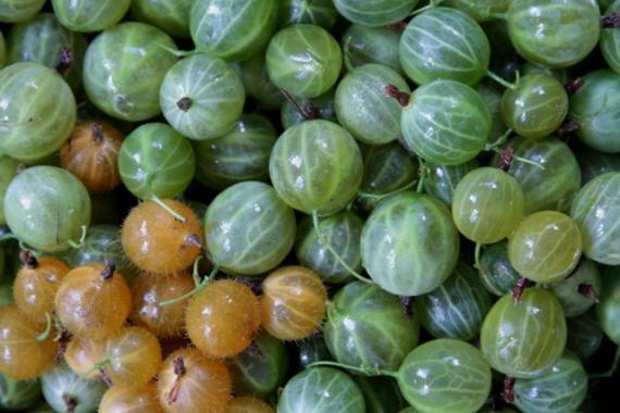 Janvier - Proeftuin Kruisbessen - Démo taille arbustes à baies