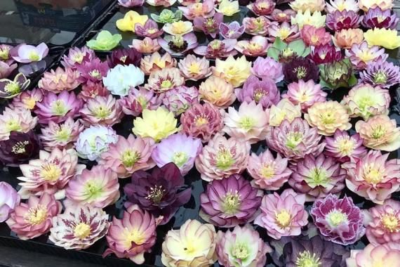 Delabroye - Hellébores - Février