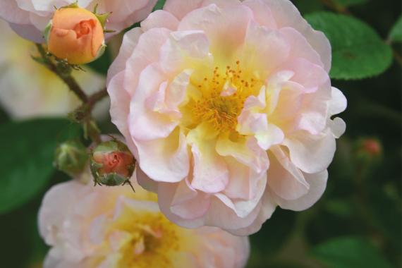 2024 Festival des roses de Chédigny - France