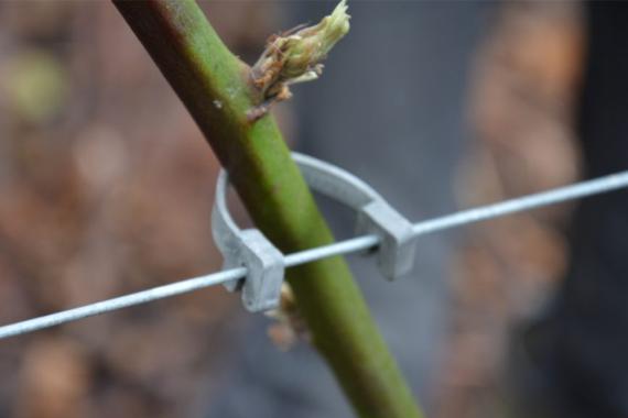 Découvertes de Comblain asbl- Formation palissage
