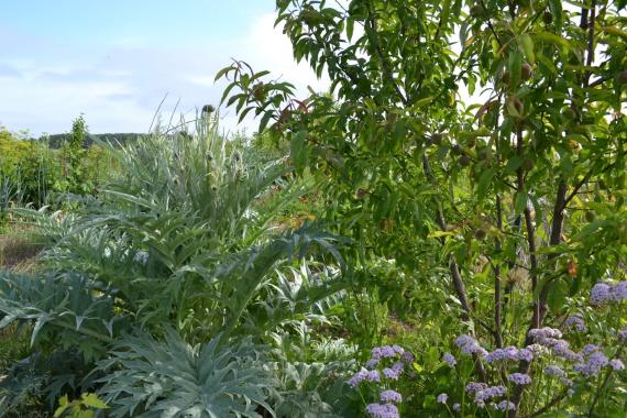 Potager du Gailleroux - Forêt Jardin