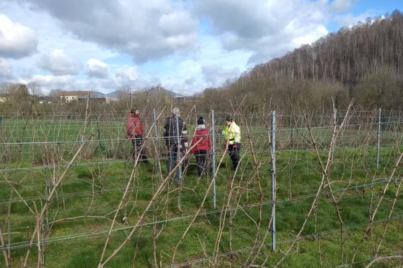 Chana asbl - Pré-taille de la vigne