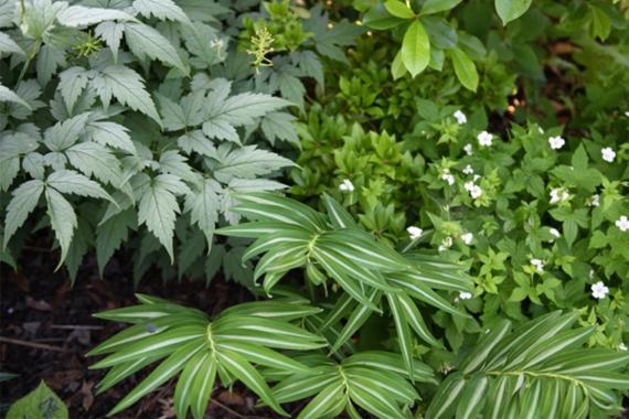  06 Amoena - after june gap