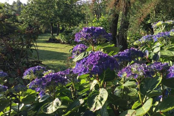 Les Sentes  de l-Hydrangee