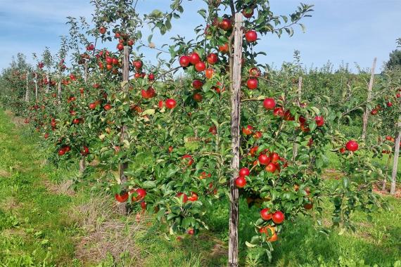 Profructis - Verger du bout de l allee