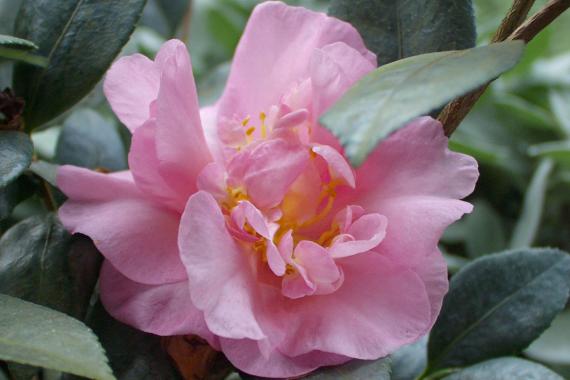 2024 Camellia sasanqua Flamingo - Coquette
