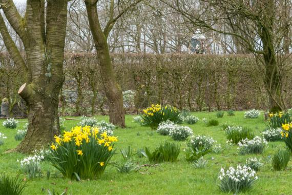 Boschhoeve - Perce-neige - Jardin ouvert