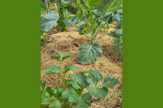 Gailleroux -  associations de plantes au potager et au jardin-foret