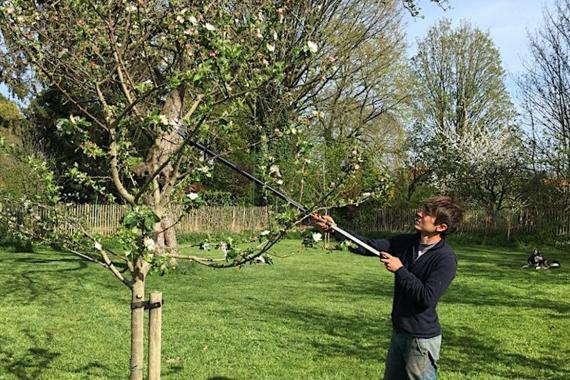 Le Try - Initiation taille arbres fruitiers