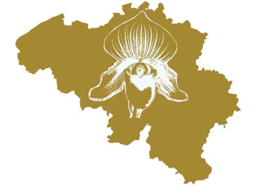 Logo OBB - Orchidophiles de Belgique - Bruxelles