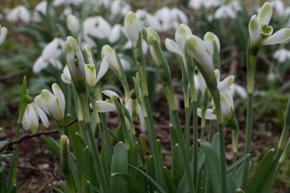 Perce-neige Funny Justine  de Cathy Portier