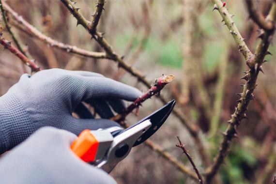 Le Roeulx - Atelier Taille des Rosiers