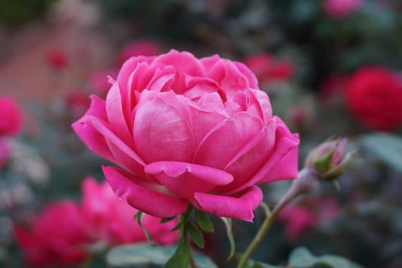 Le Roeulx - Charme des premieres floraison - visite guidee