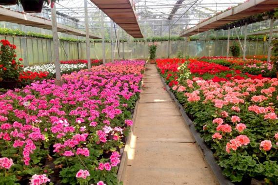 Pepinieres Paquet - Portes ouvertes