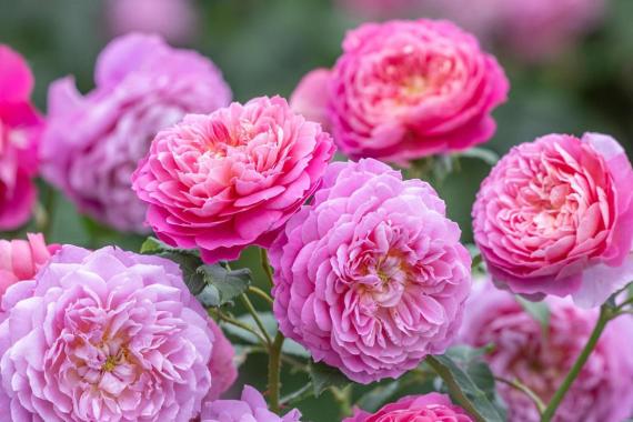 FilRoses - 'Emma Bridgewater' - Austin 2024