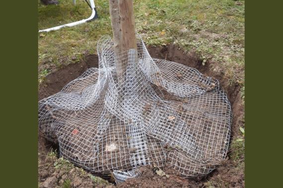 Decouvertes de Comblain - Plantation