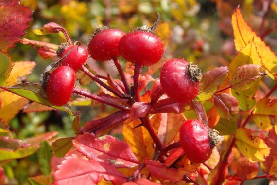 Lens Roses Cynorhodons - R virginiana