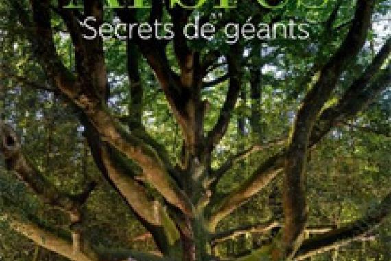 2025-10-02 - Cov arbres - secret de geants - salamandre