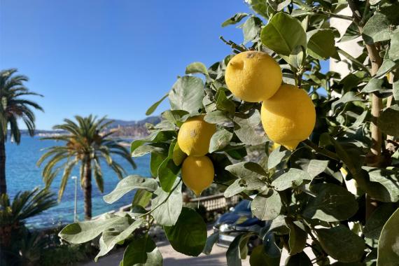 Menton - Citrons