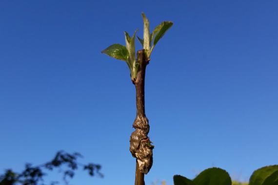 Greffage - Decouvertes de Comblain - Formation