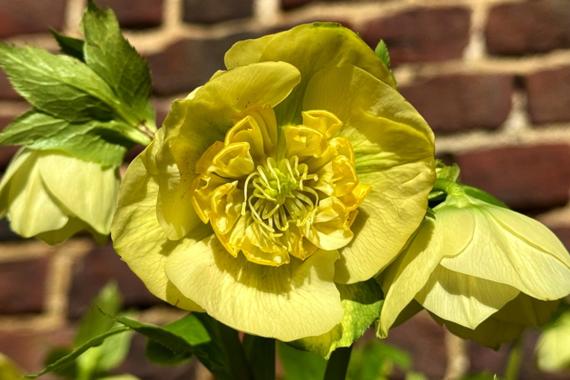 Bastin - Helleborus orientalis 'Lucrezia'