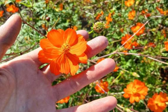 Gabriel Beaulieu - Cosmos sulfureux