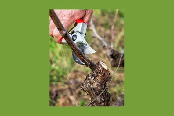 CPAFR - Taille douce vignes