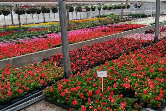 Halleux Jean-Paul - Serres annuelles fleuries