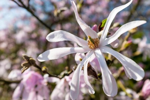 Kleine Boerderij Magnolias - Promenade guidee