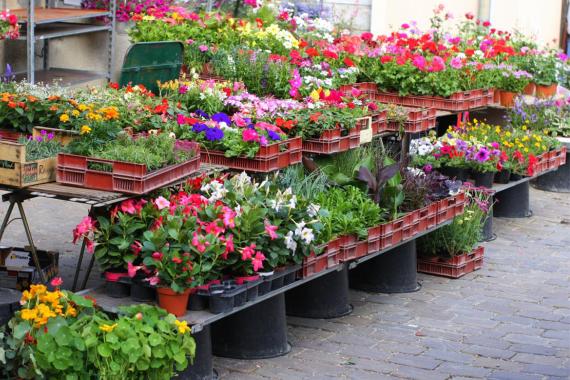 Tournai - Marche aux fleurs et foire de jardin