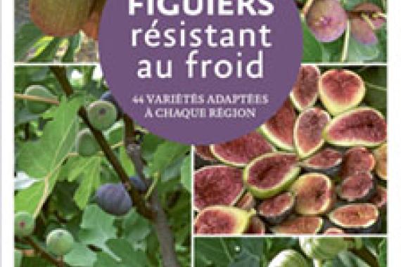 2026-01-29 - Cov Figuiers resistant au froid - Ulmer