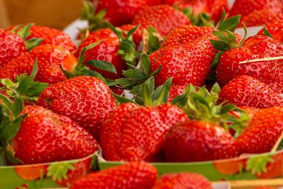 Ferme Aernoudt - Fraises