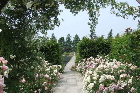 Lens Roses Jardin