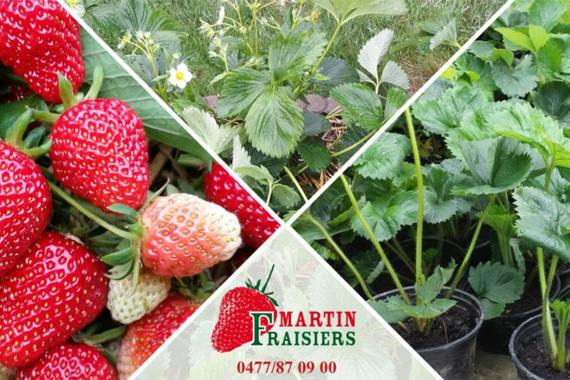 Martin Fraisiers asbl
