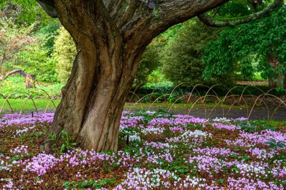Kalmthout cyclamens
